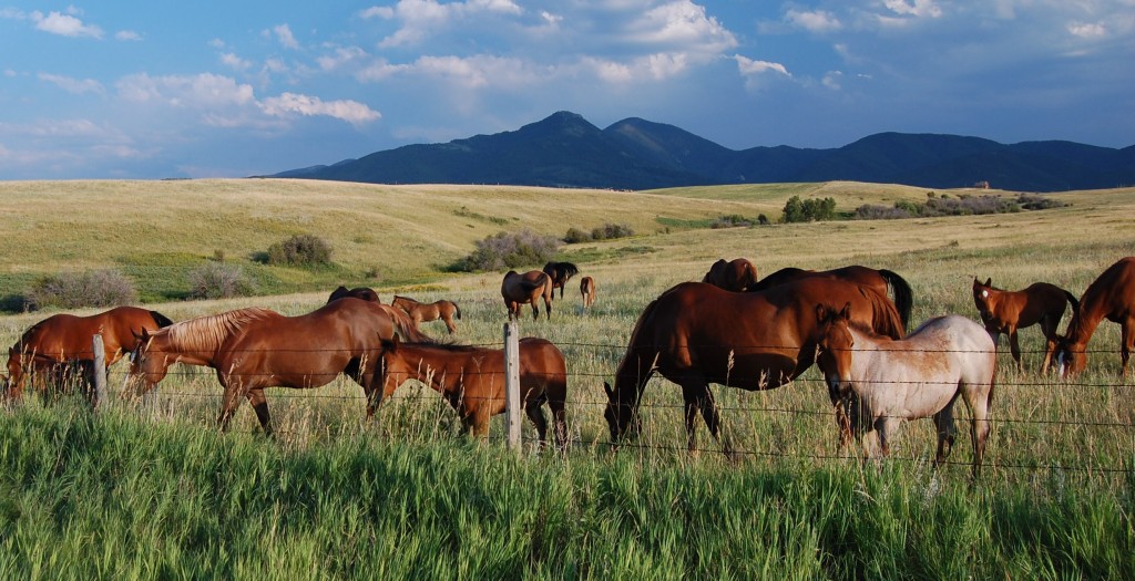 Bozeman Horse Properties For Sale, Livestock Facilities ...